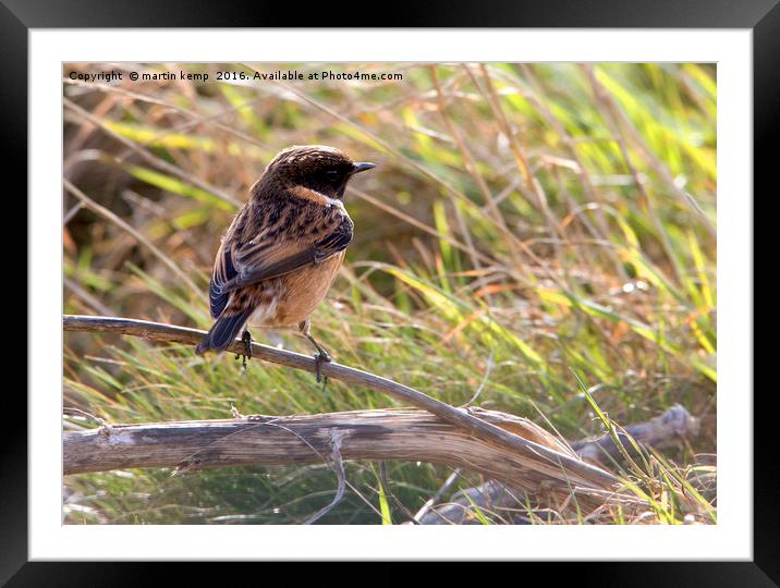 Male Stonechat Framed Mounted Print by Martin Kemp Wildlife
