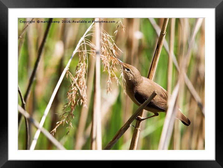 Reed Warbler Framed Mounted Print by Martin Kemp Wildlife