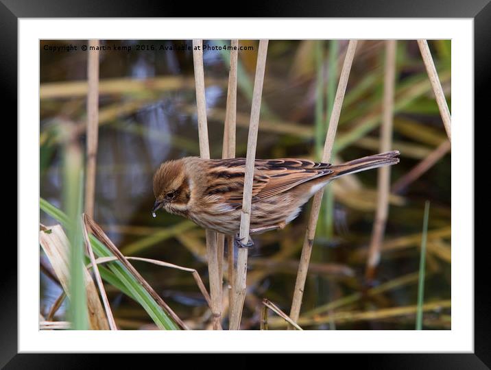 Female Reed Bunting  Framed Mounted Print by Martin Kemp Wildlife