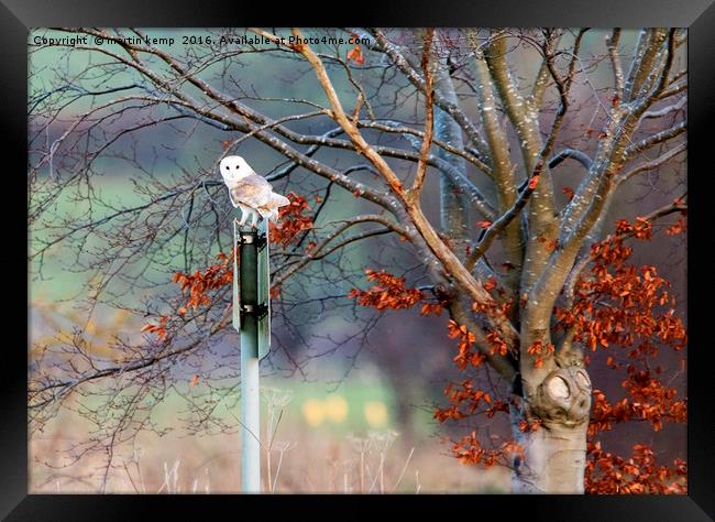 Barn Owl on Sign Post Framed Print by Martin Kemp Wildlife