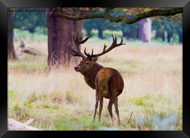 Don't Look Back in Anger  Framed Print by Martin Kemp Wildlife