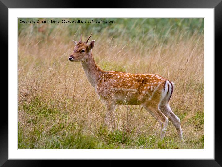 Male Sika Deer Framed Mounted Print by Martin Kemp Wildlife