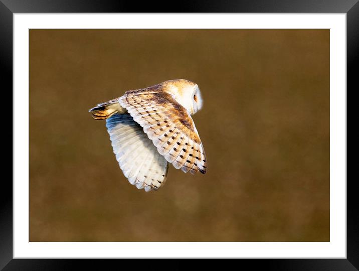 Barn Owl in Flight 2 Framed Mounted Print by Martin Kemp Wildlife