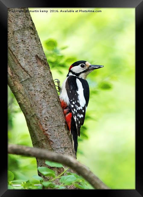 Great Spotted Woodpecker 2 Framed Print by Martin Kemp Wildlife