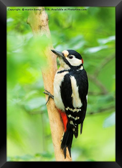 Woody Woodpecker Framed Print by Martin Kemp Wildlife