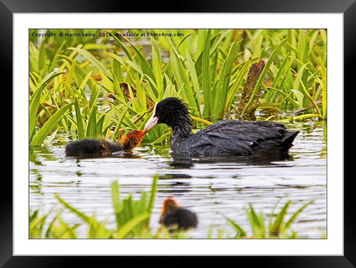 Coot With Chick Framed Mounted Print by Martin Kemp Wildlife