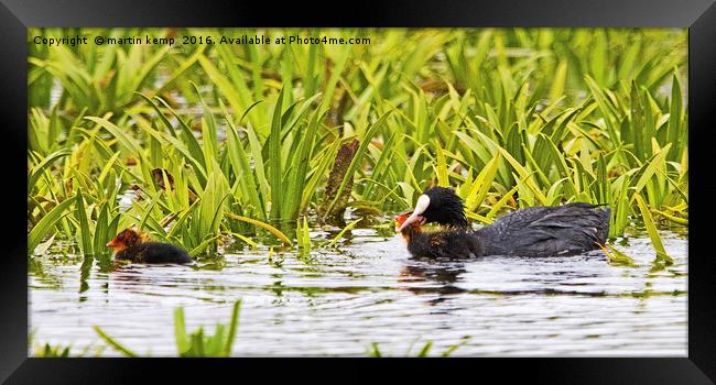 Coot Moving Chick Framed Print by Martin Kemp Wildlife