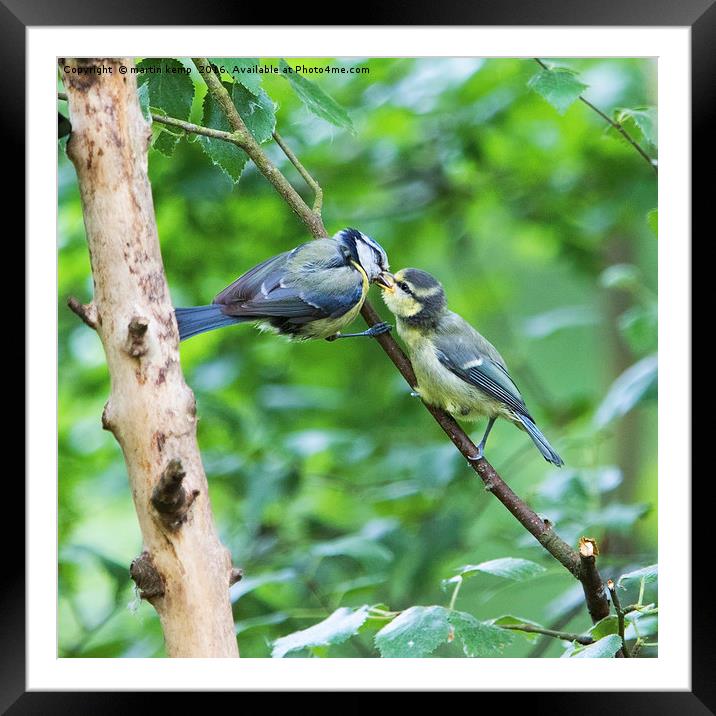 Blue Tit Feeding Young  Framed Mounted Print by Martin Kemp Wildlife
