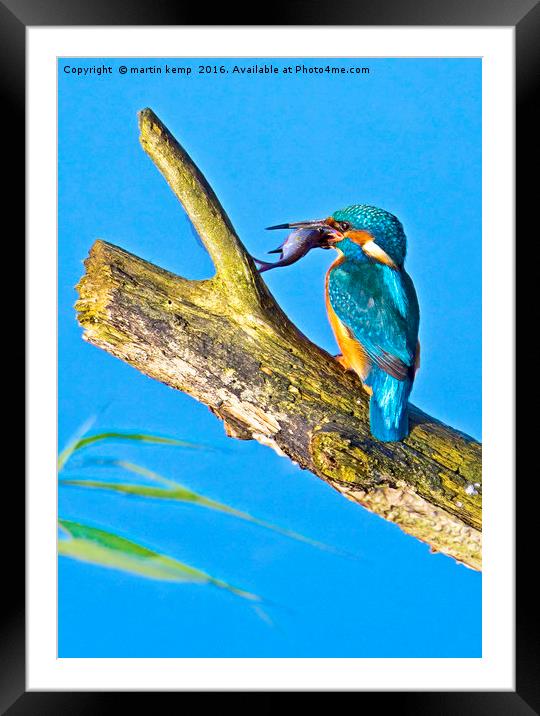 Kingfisher  Framed Mounted Print by Martin Kemp Wildlife