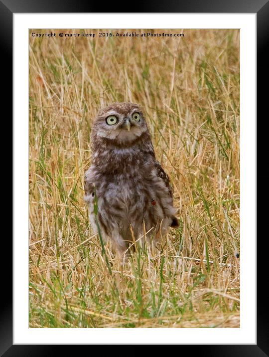 Little Owl With Ladybird on Chest Framed Mounted Print by Martin Kemp Wildlife