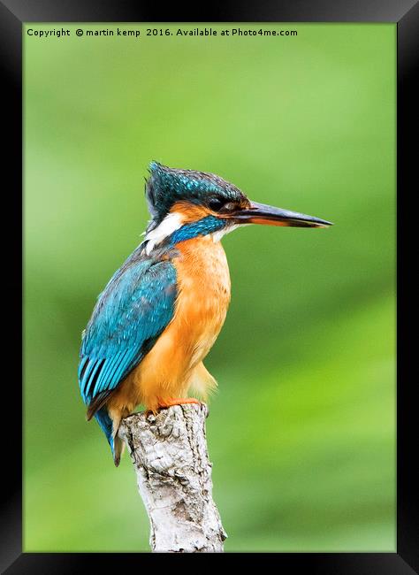 Female Kingfisher Framed Print by Martin Kemp Wildlife