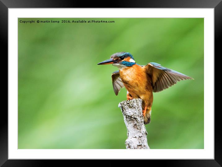 Kingfisher Spreading Wings Framed Mounted Print by Martin Kemp Wildlife