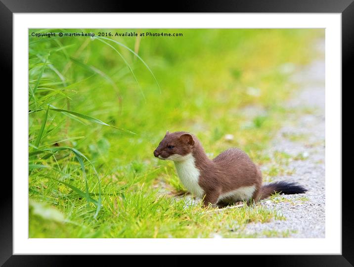 Hunting Stoat Framed Mounted Print by Martin Kemp Wildlife
