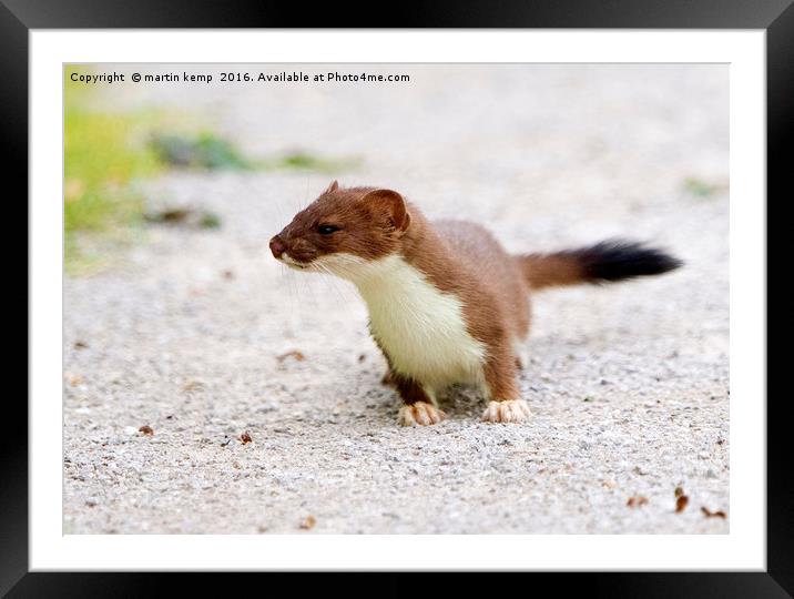 Stoat on the Run Framed Mounted Print by Martin Kemp Wildlife