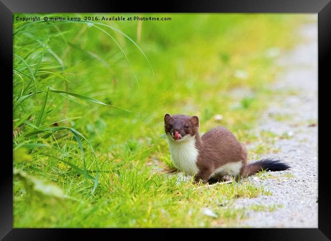 Stoat Licking His Lips Framed Print by Martin Kemp Wildlife