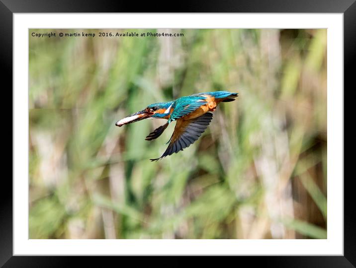 Kingfisher Flying With Fish Framed Mounted Print by Martin Kemp Wildlife