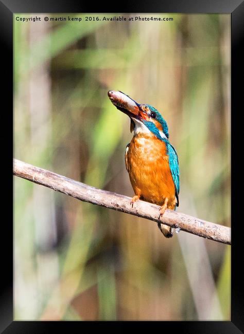 Kingfisher With His Fish Framed Print by Martin Kemp Wildlife
