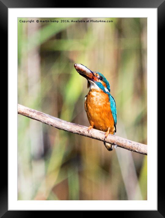 Kingfisher With His Fish Framed Mounted Print by Martin Kemp Wildlife