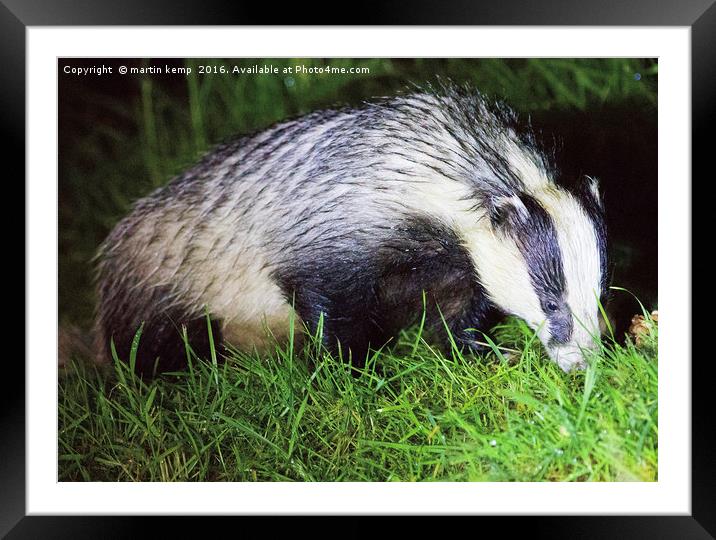 Badger Framed Mounted Print by Martin Kemp Wildlife