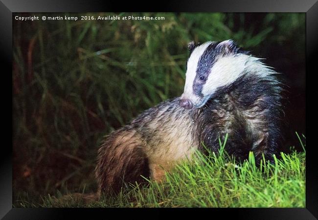 Badger 3 Framed Print by Martin Kemp Wildlife