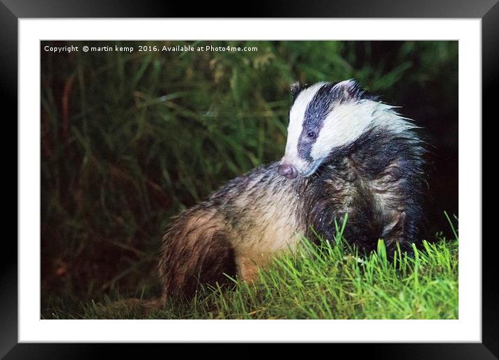 Badger 3 Framed Mounted Print by Martin Kemp Wildlife