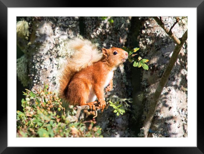 Red Squirrel Framed Mounted Print by Martin Kemp Wildlife