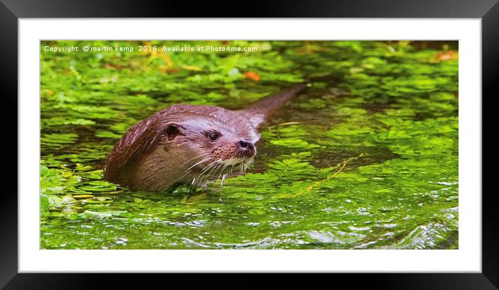 Otter 2 Framed Mounted Print by Martin Kemp Wildlife