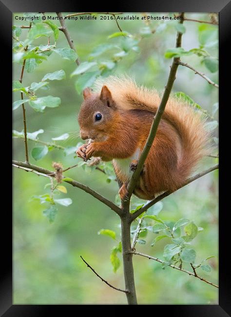 Red Squirrel  Framed Print by Martin Kemp Wildlife