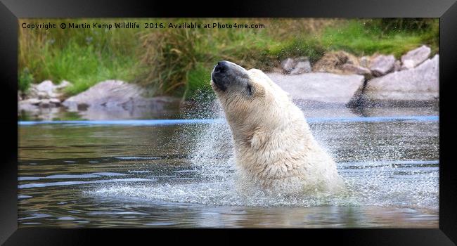 Polarbear Having a Shake in the Lake Framed Print by Martin Kemp Wildlife