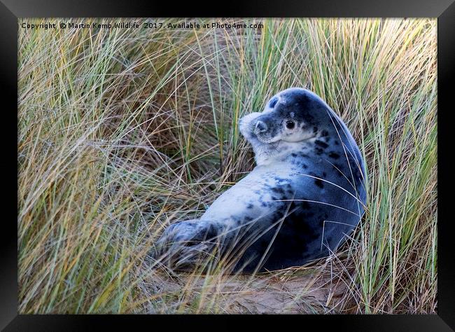 Grey Seal Pup Framed Print by Martin Kemp Wildlife