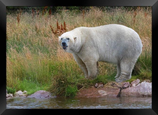 Male Polarbear Standing by the Lake Framed Print by Martin Kemp Wildlife