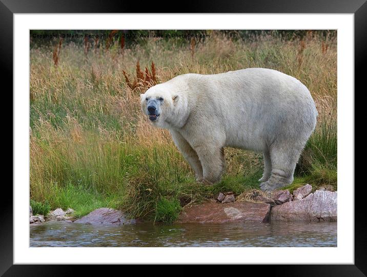 Male Polarbear Standing by the Lake Framed Mounted Print by Martin Kemp Wildlife