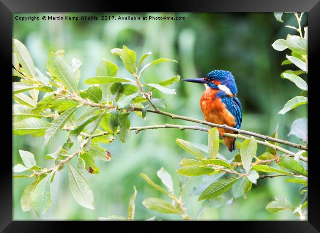 Kingfisher in The Bush Framed Print by Martin Kemp Wildlife