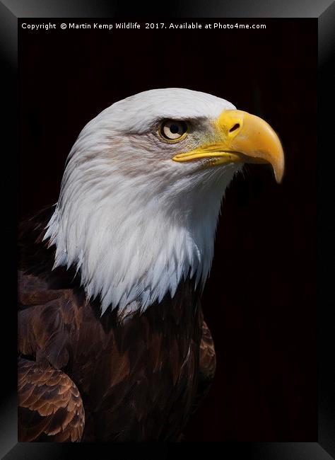 Bald Eagle 1  Framed Print by Martin Kemp Wildlife