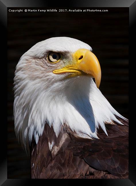 Bald Eagle 2 Framed Print by Martin Kemp Wildlife
