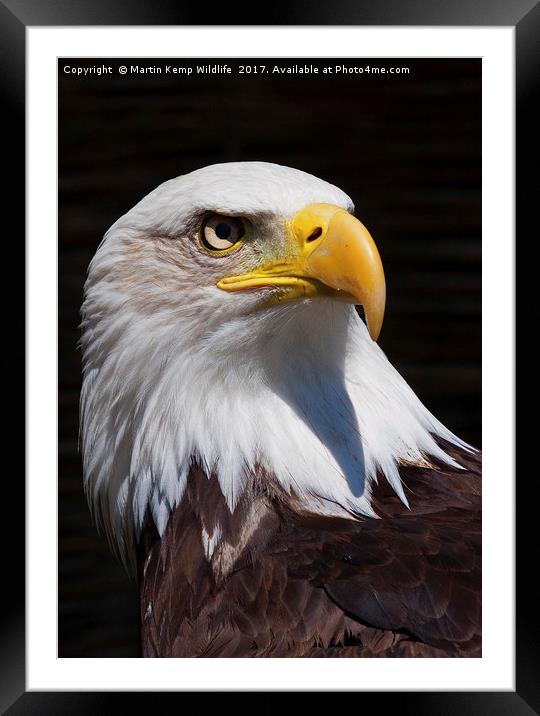 Bald Eagle 2 Framed Mounted Print by Martin Kemp Wildlife