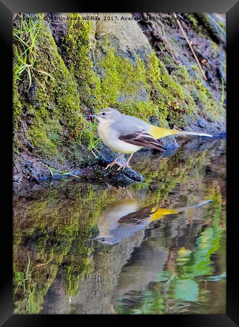 Wagtail Reflection Framed Print by Martin Kemp Wildlife