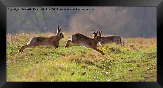 March Hare's Framed Print by Martin Kemp Wildlife
