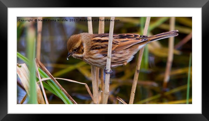 Female Reed Bunting Framed Mounted Print by Martin Kemp Wildlife