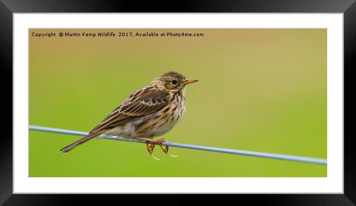 Meadow Pipit Framed Mounted Print by Martin Kemp Wildlife