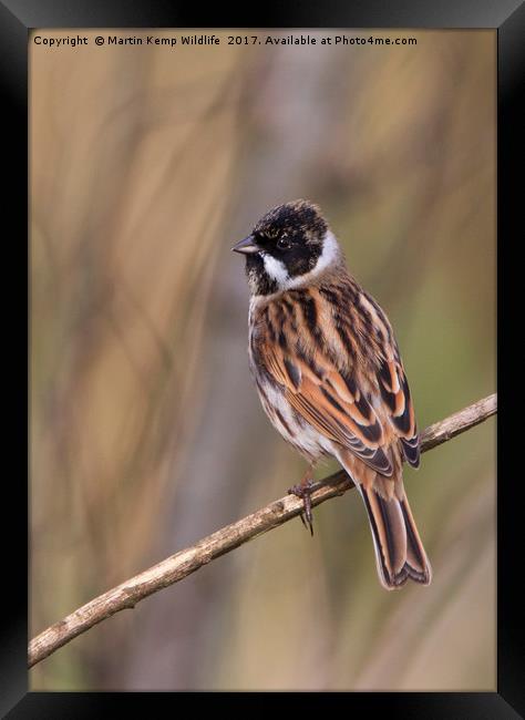 Male Reed Bunting Framed Print by Martin Kemp Wildlife