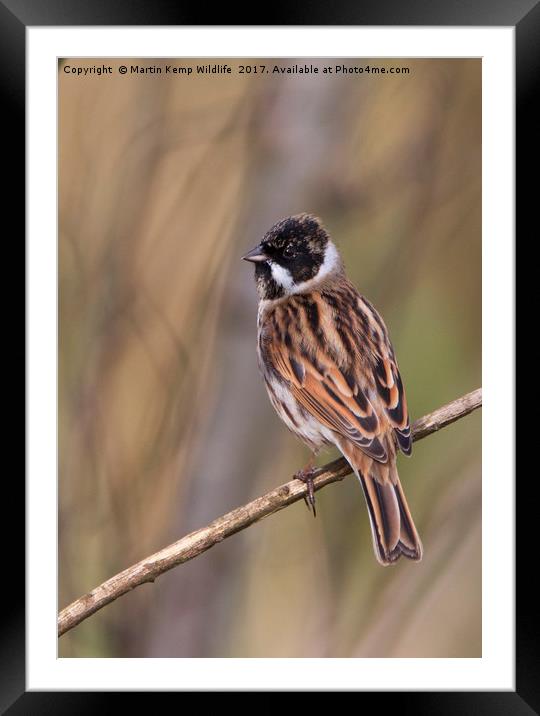 Male Reed Bunting Framed Mounted Print by Martin Kemp Wildlife