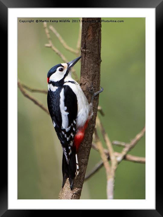 Male Great Spotted Woodpecker Framed Mounted Print by Martin Kemp Wildlife