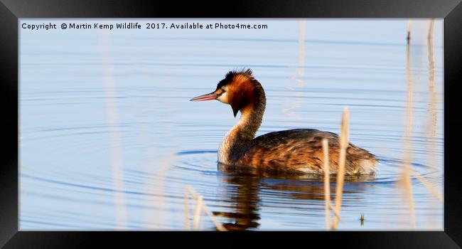 Great Crested Grebe Framed Print by Martin Kemp Wildlife