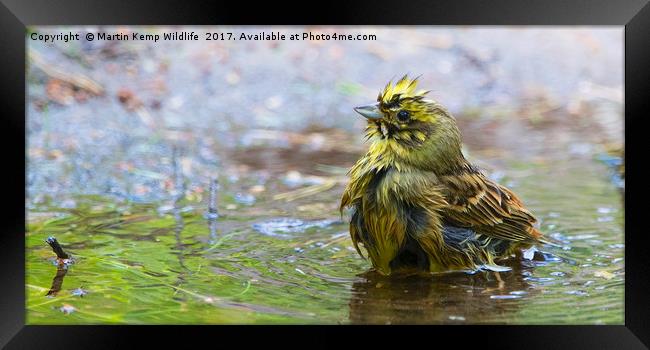 Yellowhammer Having a Splash Framed Print by Martin Kemp Wildlife