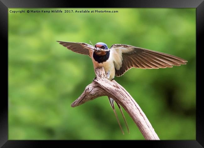 Swallow With Nesting Material Framed Print by Martin Kemp Wildlife