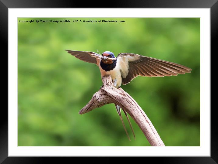 Swallow With Nesting Material Framed Mounted Print by Martin Kemp Wildlife