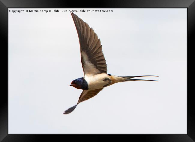 Swallow in Flight Framed Print by Martin Kemp Wildlife