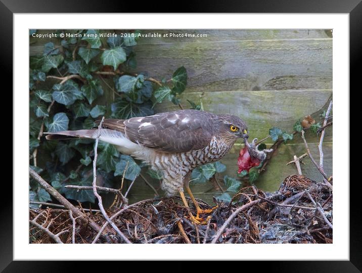 Sparrowhawk with Mouse   Framed Mounted Print by Martin Kemp Wildlife