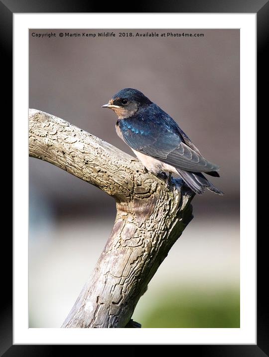 Juvenile Swallow Framed Mounted Print by Martin Kemp Wildlife